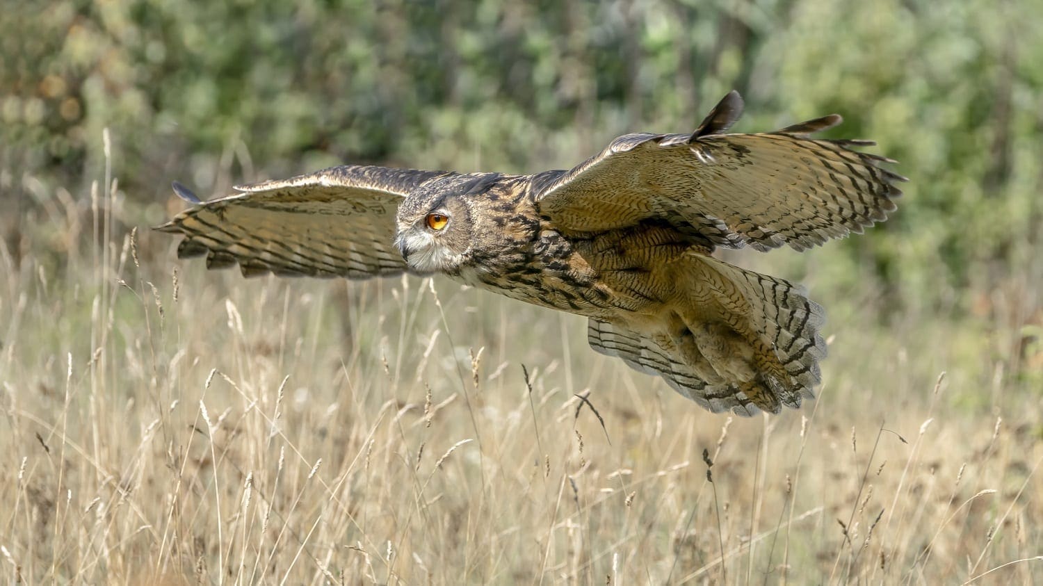 Eurasian Eagle Owl flying over grasses: ID 158990579 © Agdbeukhof | Dreamstime.com