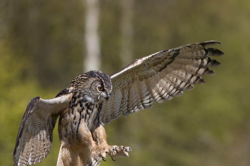 Eurasian Eagle Owl with talons and wings outspread: ID 107012264 © Ian Dyball | Dreamstime.com