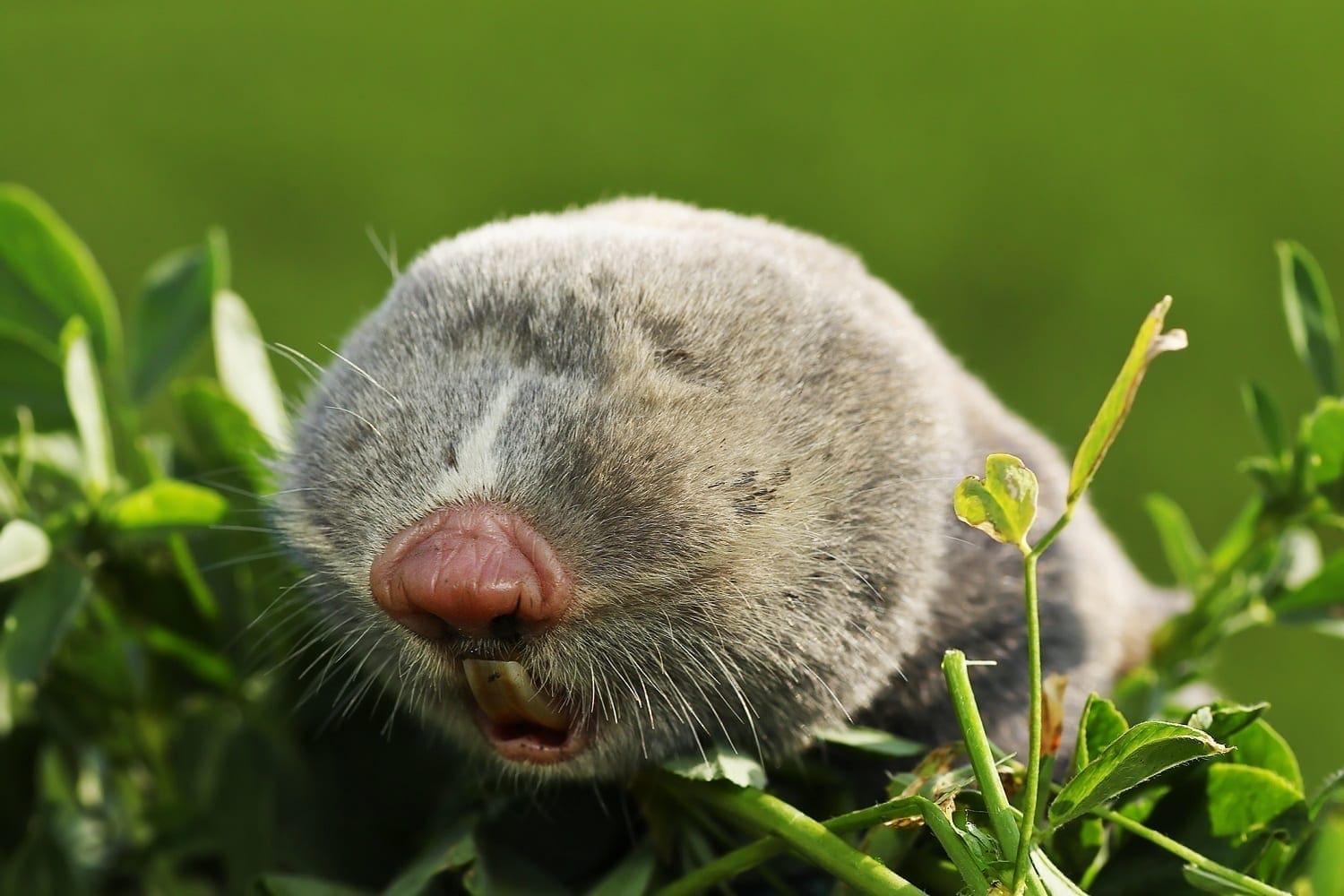 Blind Mole-Rat showing furry face with no visible eyes: ID 138105249 © Taviphoto | Dreamstime.com