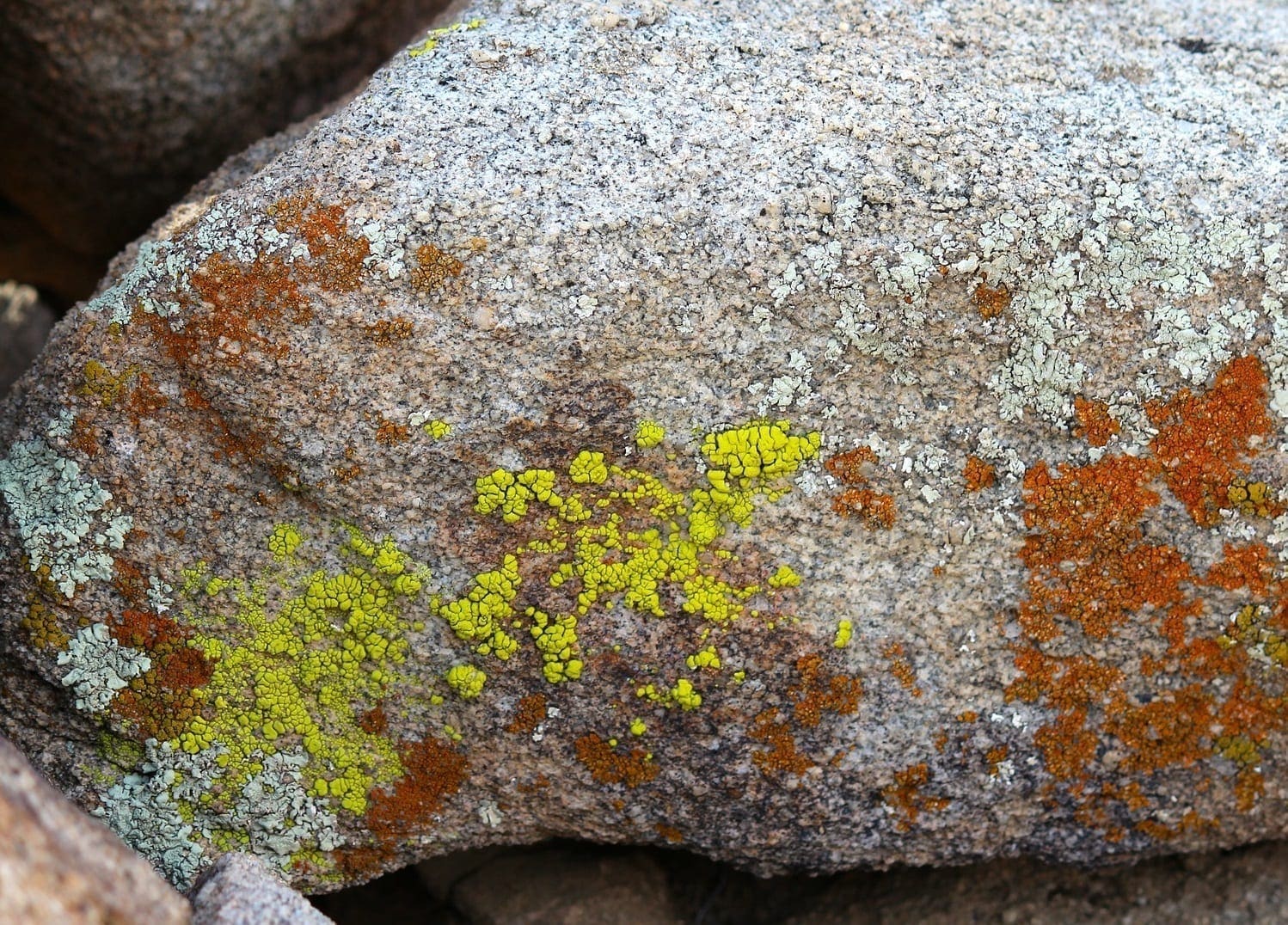 Green and brown lichen on a granite boulder, photo credit: Pixabay user: nightowl