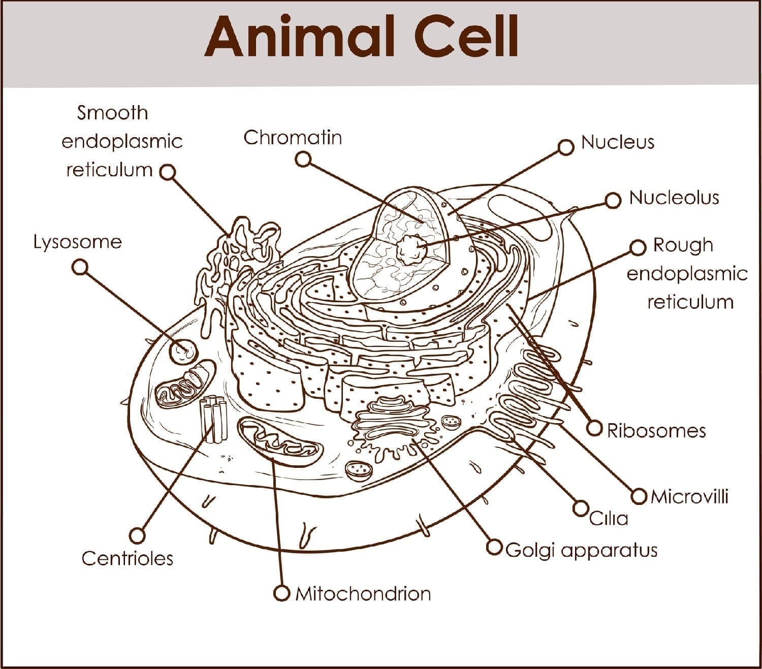 Animal Cell diagram with various parts: ID 109172635 © Serdar Corbacı | Dreamstime.com