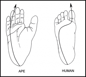 Diagram of human and ape weight bearing lines compared