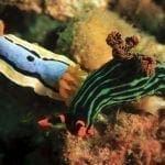 Two Nudibranchs on coral: ID 11142285 © John Anderson | Dreamstime.com