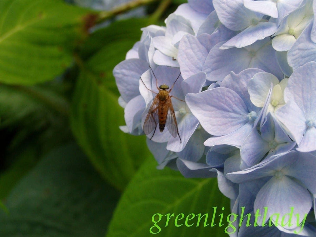 Large fly on a Hydrangea, photo credit: Wendy MacDonald