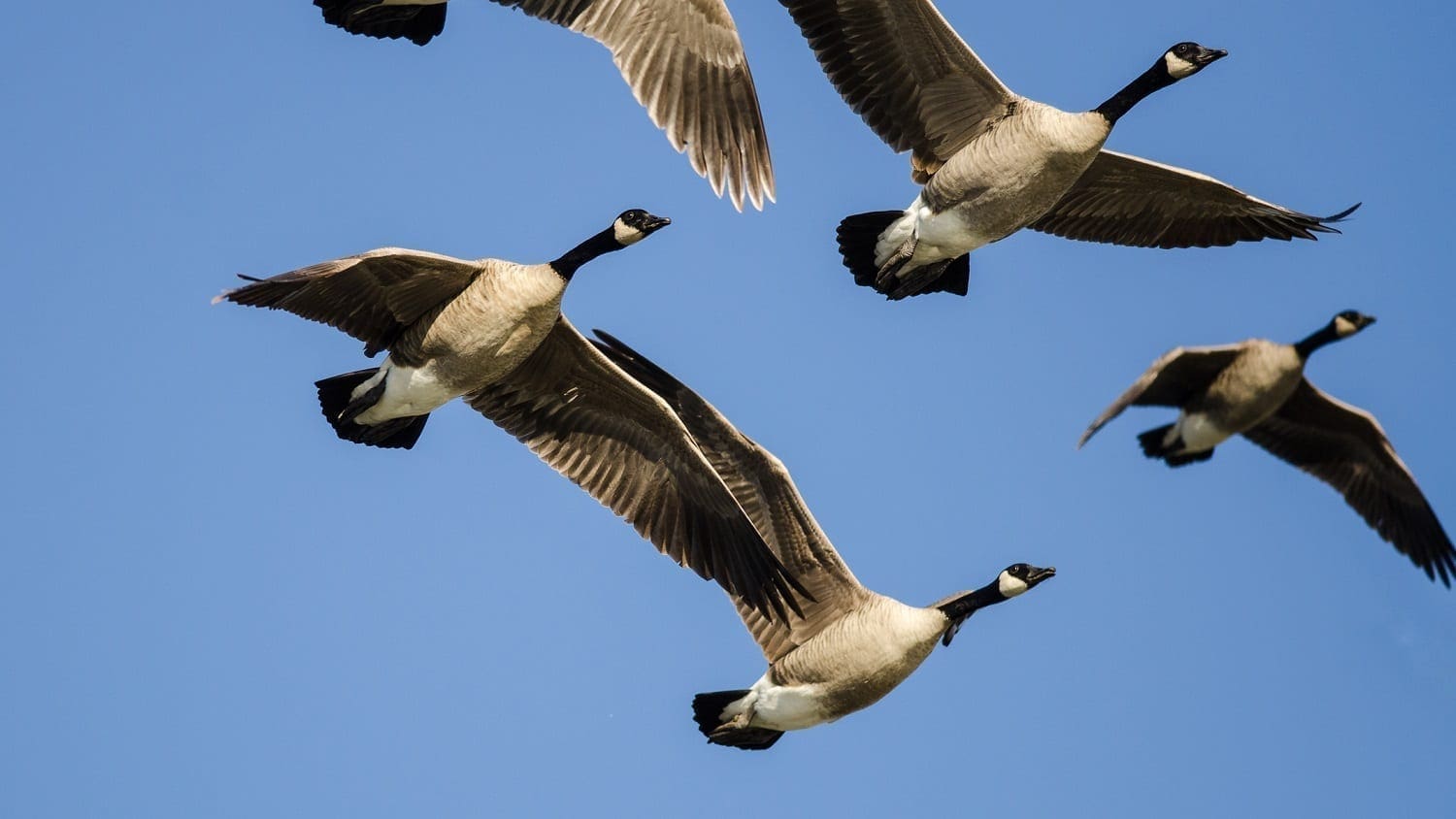 Canada Geese flying in formation: Photo 114363306 © Rck953 | Dreamstime.com