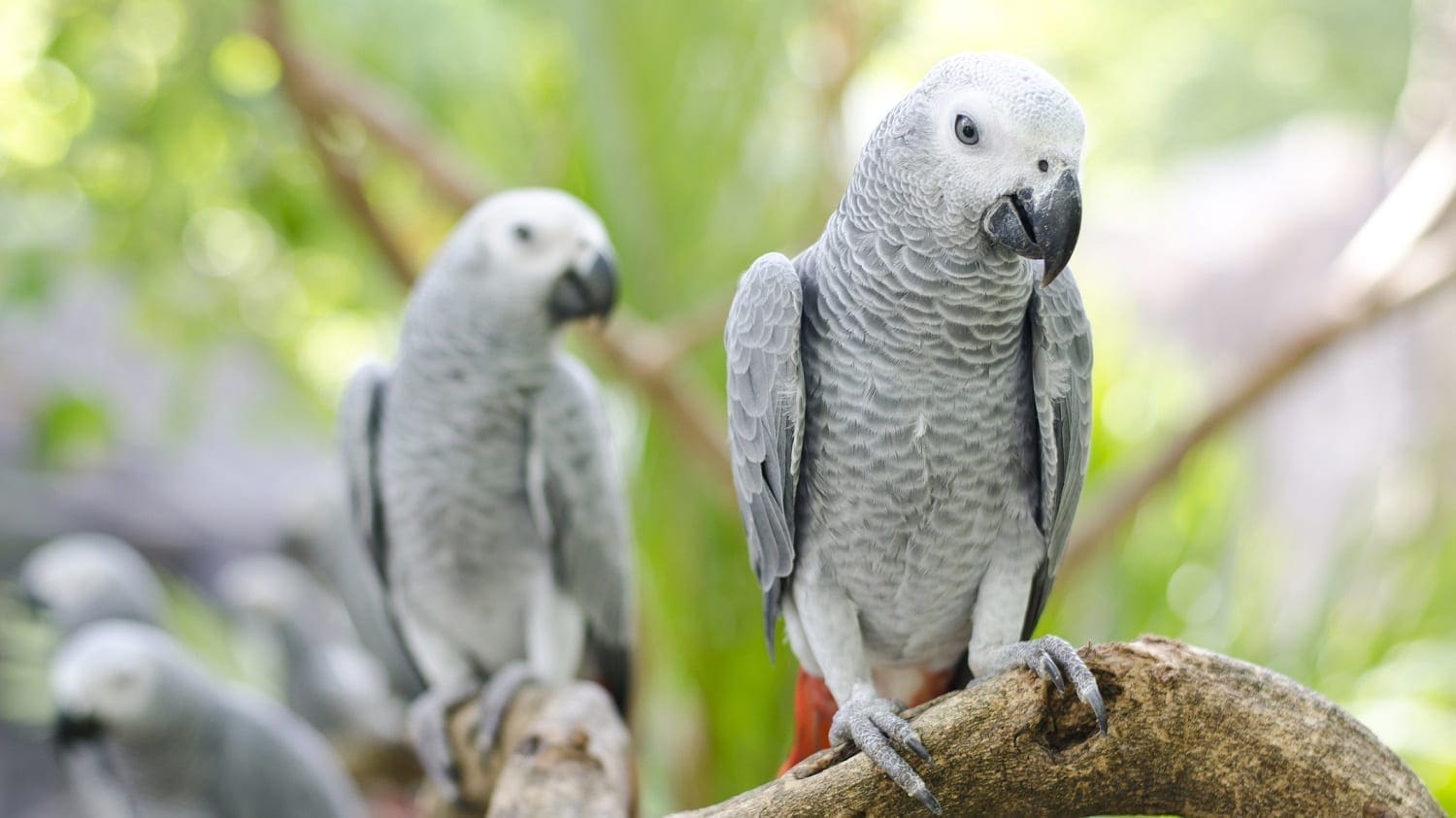 African Grey Parrots on a branch: Photo 34450795 © Piyathep | Dreamstime.com