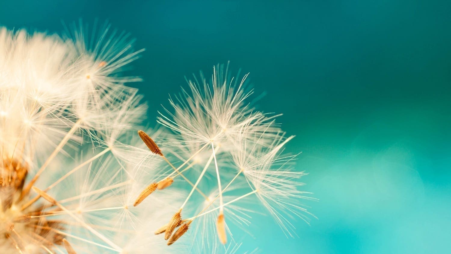 Dandelion seeds blowing from a seed head: Photo 118689372 © Ana Prego | Dreamstime.com