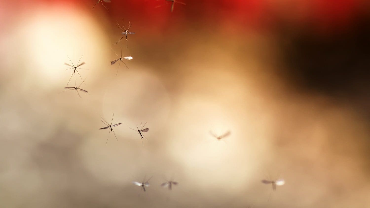 Mosquitoes flying: Photo 114648530 © Natalia Bachkova | Dreamstime.com