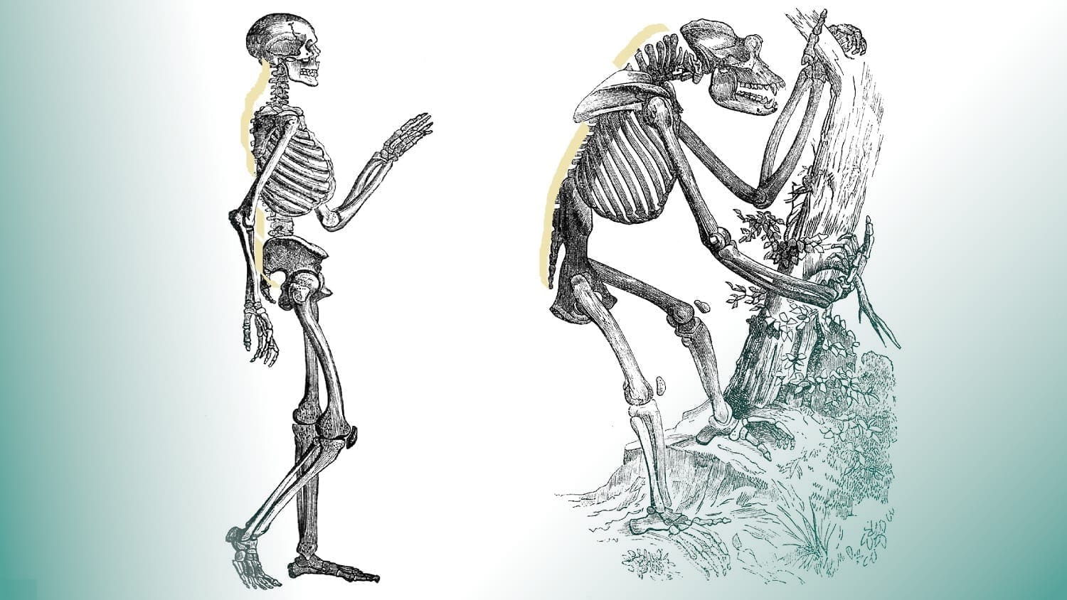 Drawings of Ape and Human Skeletons from 1859
