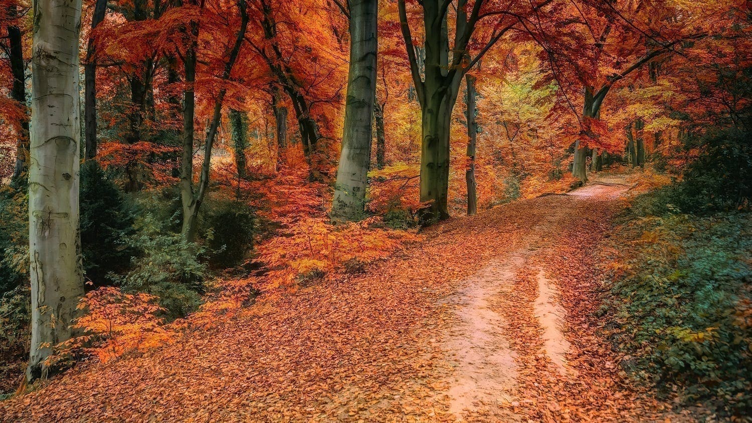 Autumn forest with leave covered path, photo credit: Johannes Plenio at Pexels