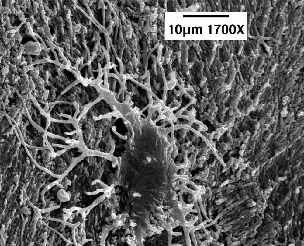 Dinosaur bone cell electron microscope image by Mark Armitage
