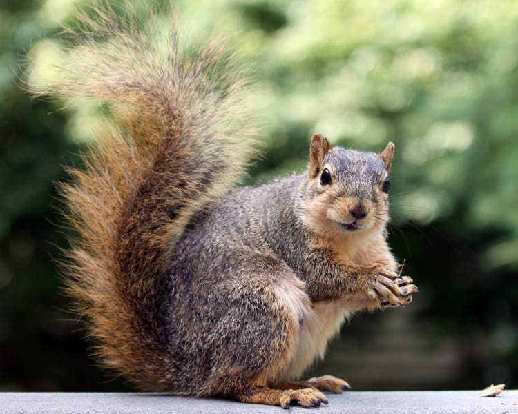 Squirrel showing it's bushy tail, photo credit: J.D. Mitchell