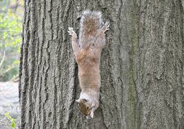 Squirrel clinging to a tree trunk with head down, photo credit: J.D. Mitchell