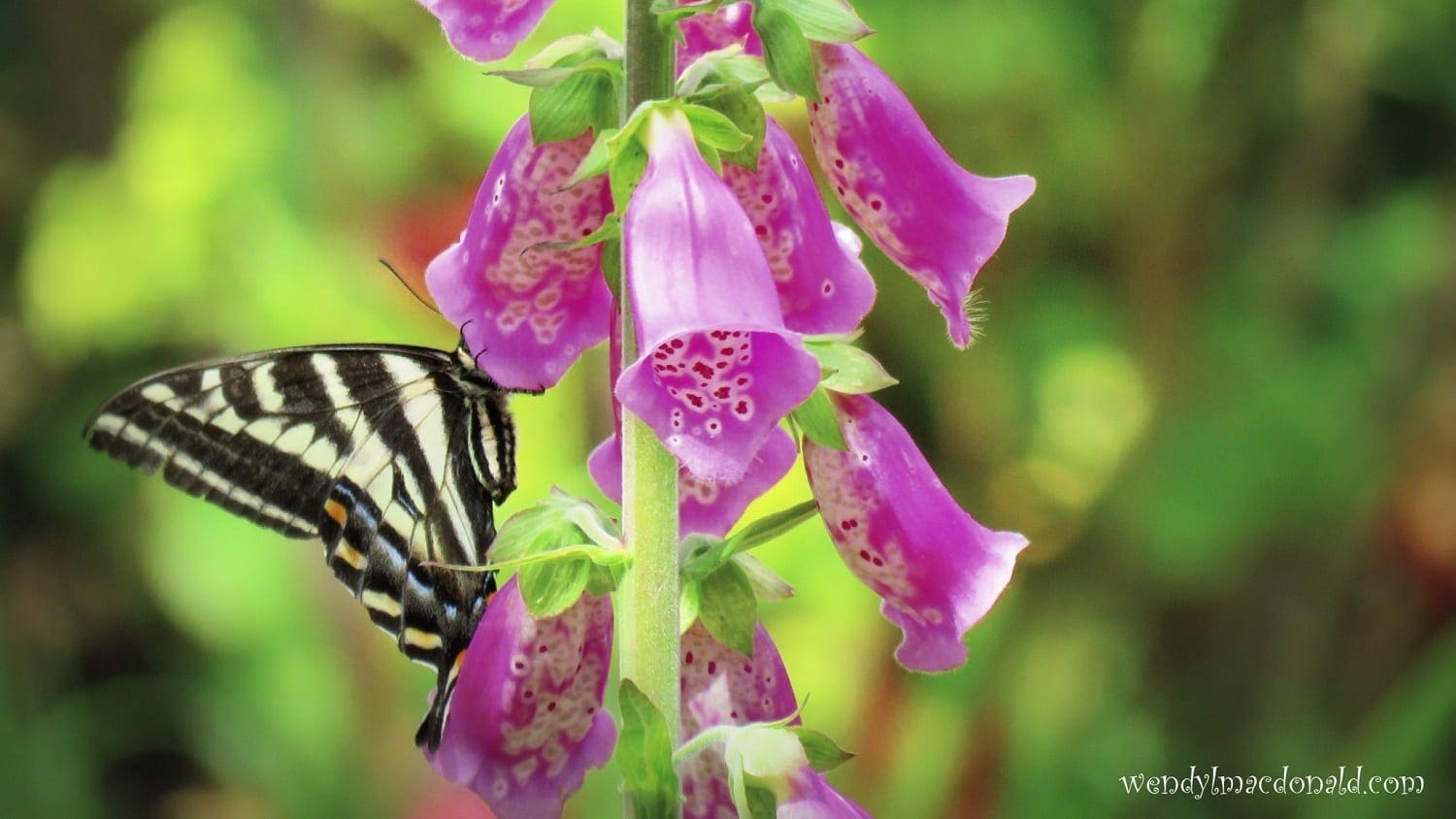 Swallowtail butterfly on foxgloves, photo credit: Wendy MacDonald