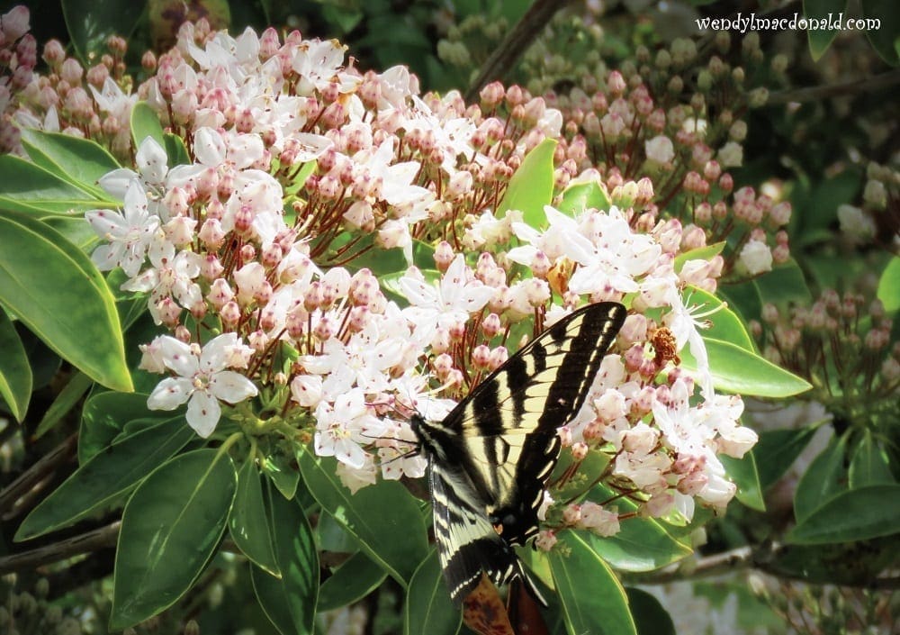 Swallowtail on clustered flowers, photo credit: Wendy MacDonald
