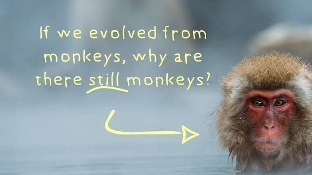 If we evolved from monkeys, cover photo