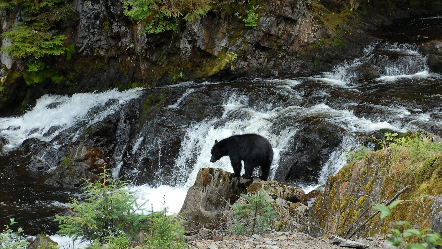 Black bear in an Alaskan stream: Photo 79886466 © Sports Images | Dreamstime.com