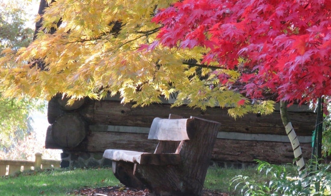 Hand carved bench under fall colored trees, photo credit: Wendy MacDonald