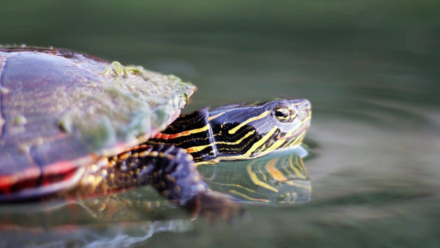 Painted turtle in water: Photo 106996742 © Isaac Mcevoy | Dreamstime.com