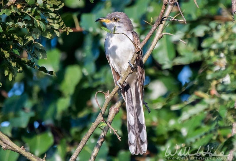Yellow billed Cuckoo in Georgia, photo credit: William Wise Photography