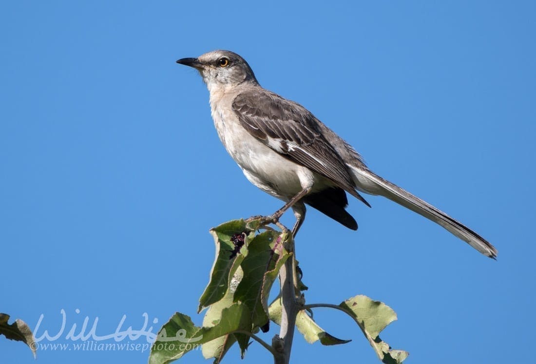 Northern Mockingbird, photo credit: William Wise Photography