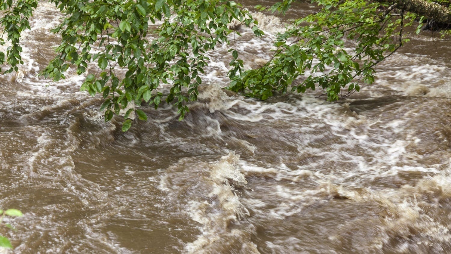 Flood waters swirling around a tree's branches: ID 126789221 © Mothy20 | Dreamstime.com