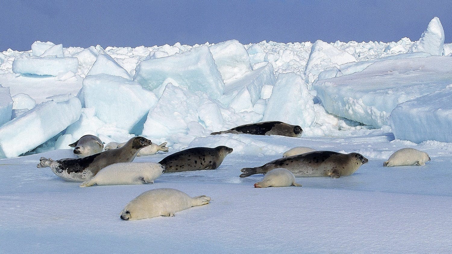 Harp seals on ice, Magdalena Island, CA: ID 194423155 © Slowmotiongli | Dreamstime.com