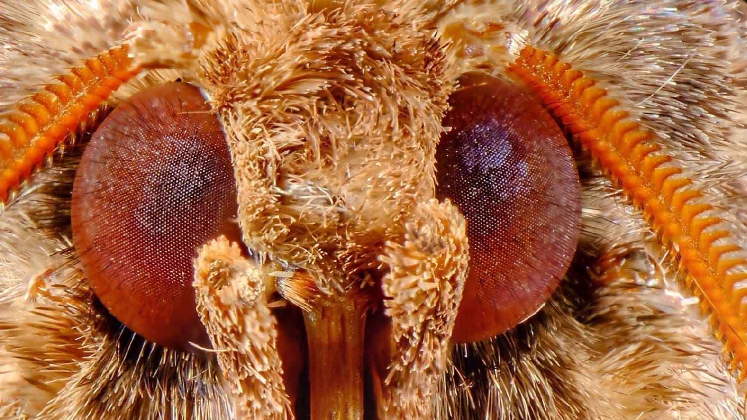 Metarranthis Moth head with eyes: ID 130652276 © Ezumeimages | Dreamstime.com