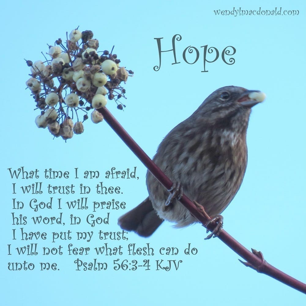 What time I am afraid, I will trust in thee. In God I will praise his word, in God I have put my trust; I will not fear what flesh can do unto me. Psalm 56:3-4