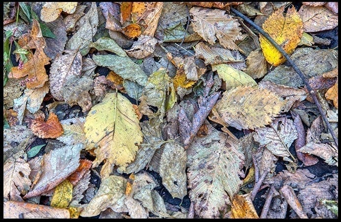 Colorful but slightly moldering leaves, photo credit: Pat Mingarelli