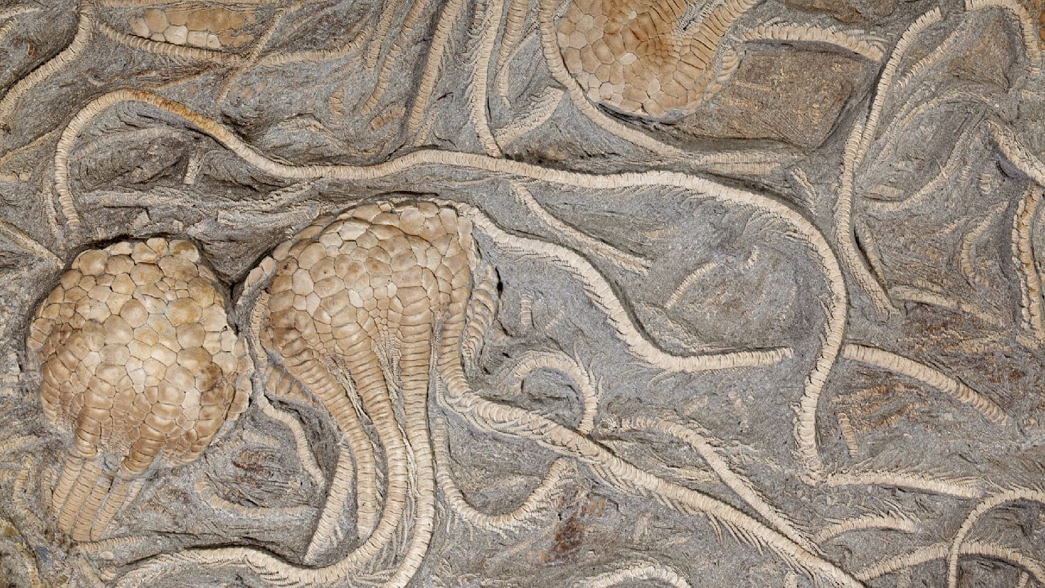 Complete Fossilized Crinoids: Photo 19004163 © Anthony Aneese Totah Jr | Dreamstime.com