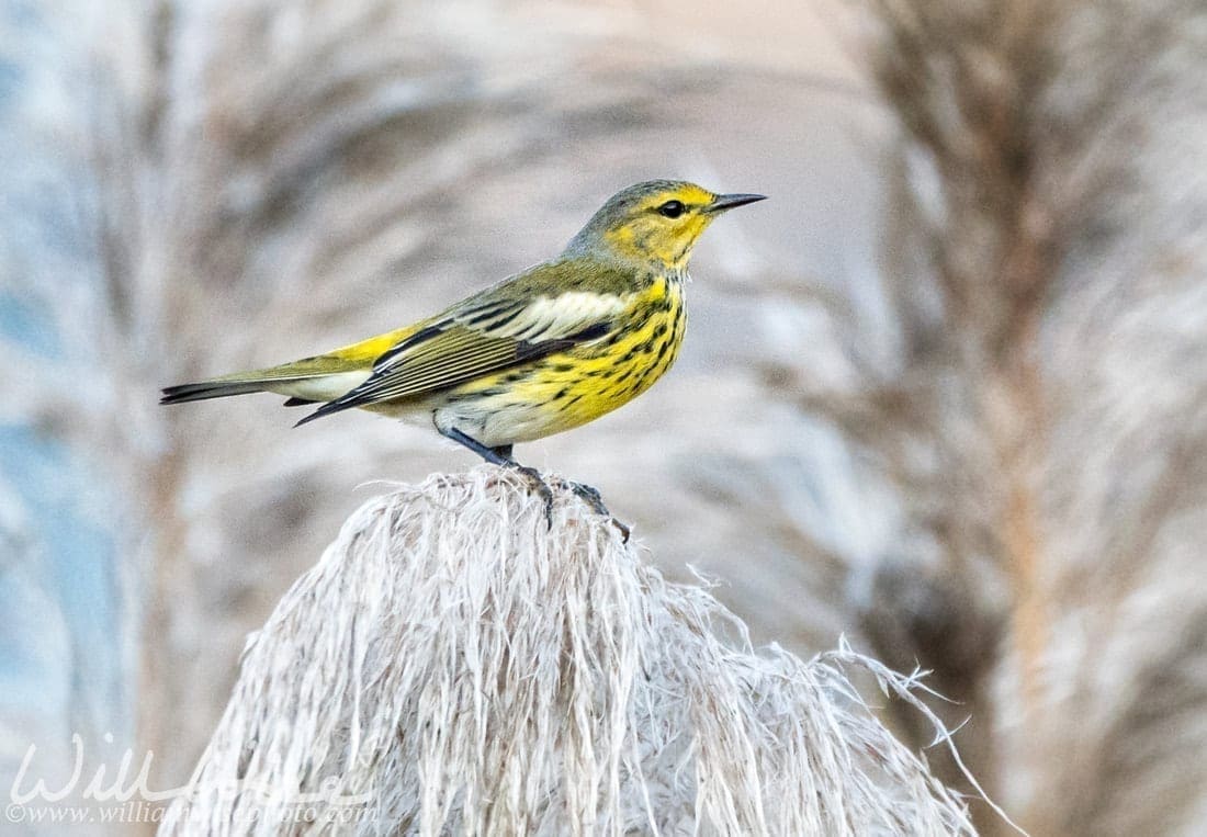 A Cape May Warbler on a dried plant stem, photo credit: William Wise