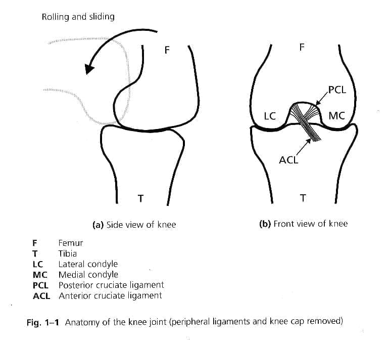diagram of a knee joint flexing