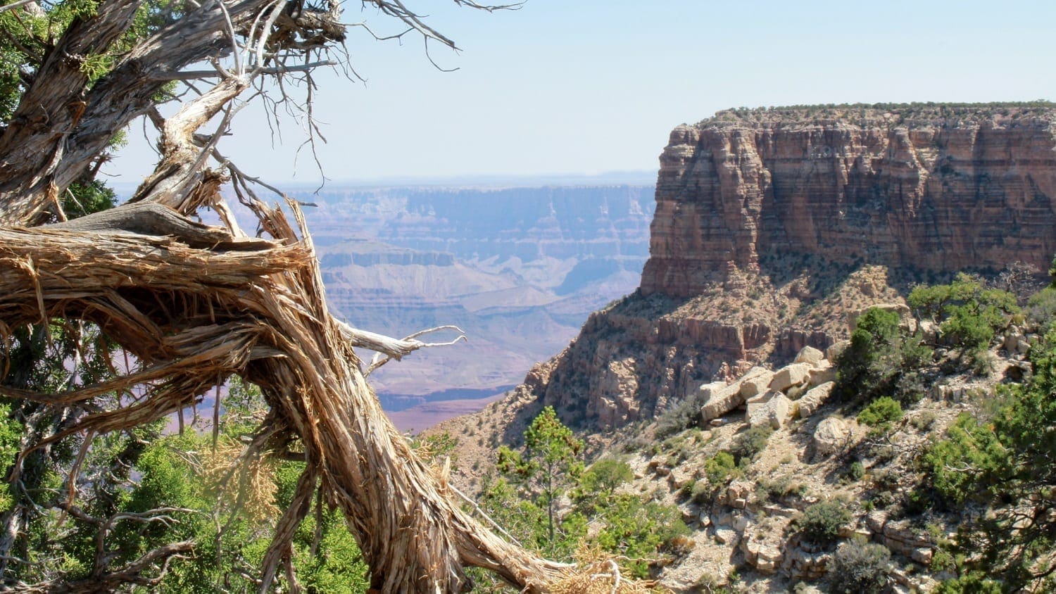 Grand Canyon view with broken dead tree in foreground: Photo 27825853 © Gary Arbach | Dreamstime.com