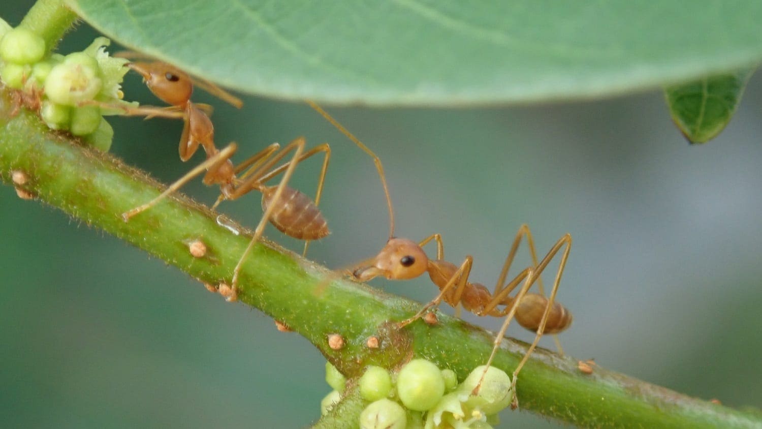 Translucent brown ants on a green stem: Photo 134021905 © Aaron Lee | Dreamstime.com