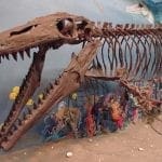 Glendive Museum Mosasaur display