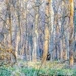 Woods in early spring, photo credit: Pat Mingarelli