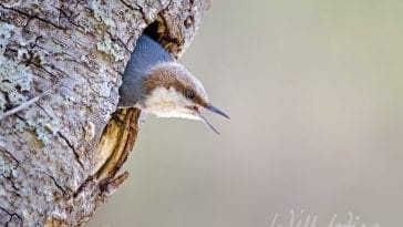 brown-headed nuthatch, photo credit: William Wise