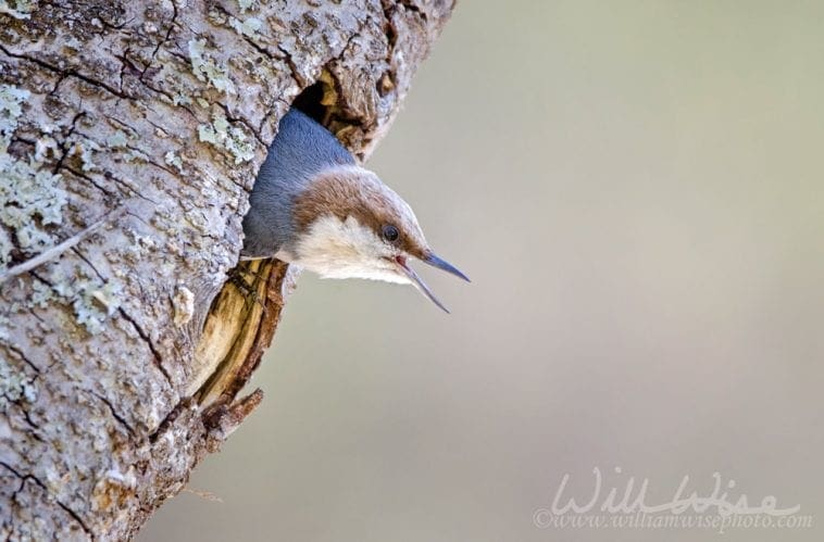 brown-headed nuthatch, photo credit: William Wise