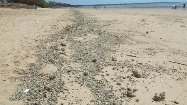 Pumice gravel along the beach at Hervey Bay, photo credit: Tas Walker