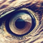 Golden Eagle closeup of eye with feathers: Photo 86381819 © Mycteria | Dreamstime.com