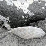 Clamshell half buried in sand, photo credit: Wendy McDonald