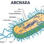 Archaea bacteria illustration: Illustration 236063317 © VectorMine | Dreamstime.com