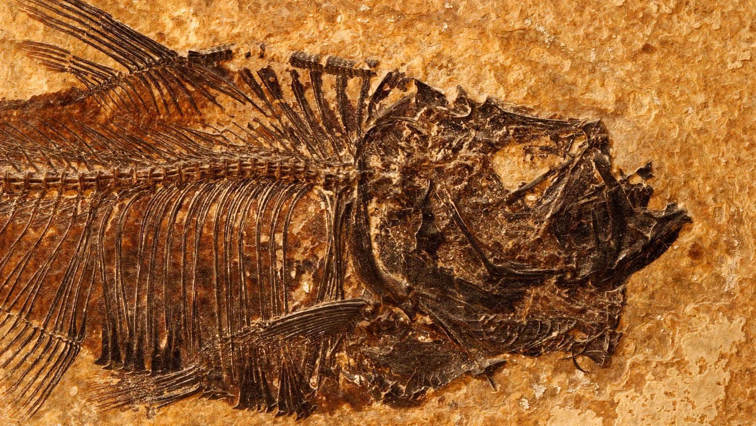 Eocene layer fish fossil: Photo 1306433 / Fish Fossil © Paul Maguire | Dreamstime.com