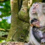 Macaque monkey with baby: Photo 66976064 © Asang Hurai | Dreamstime.com