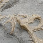Dinosaur fossil in matrix, Museum of Natural History, Paris: Photo 21228707 / Fossil © Edellaquila | Dreamstime.com