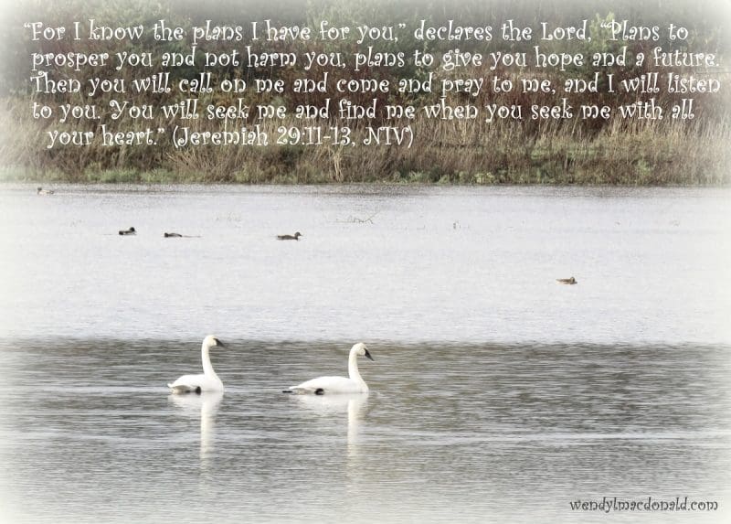 Swans with Jeremiah 29:11-13, photo credit: Wendy MacDonald