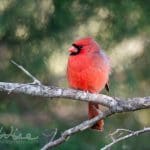 Northern cardinal on a branch, photo credit: William Wise Photography
