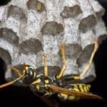 Paper wasp on her developing nest: Photo 4578592 © Jahoo | Dreamstime.com