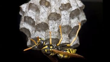 Paper wasp on her developing nest: Photo 4578592 © Jahoo | Dreamstime.com